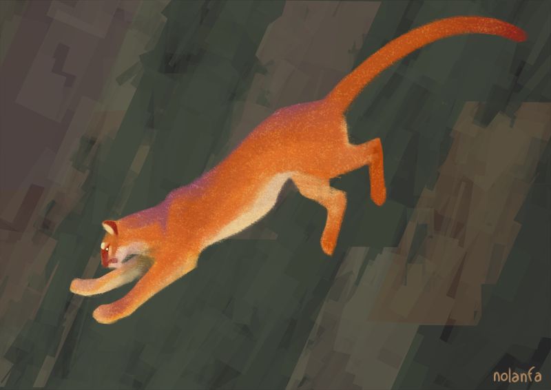 puma