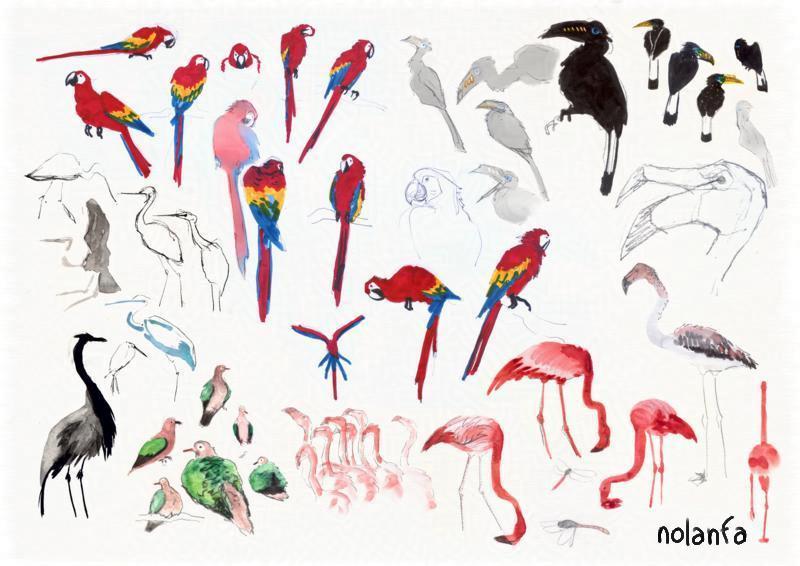 birds