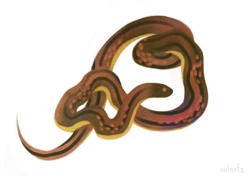 snake brown