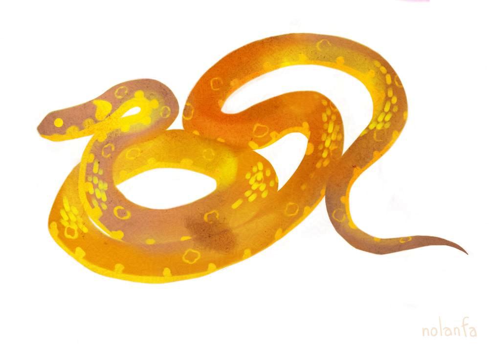 snake orange