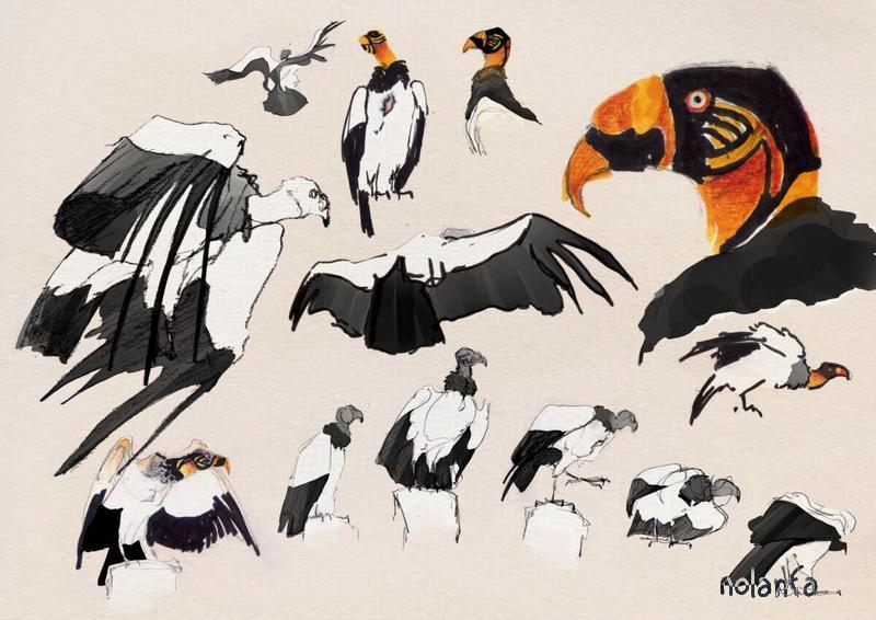 king vulture