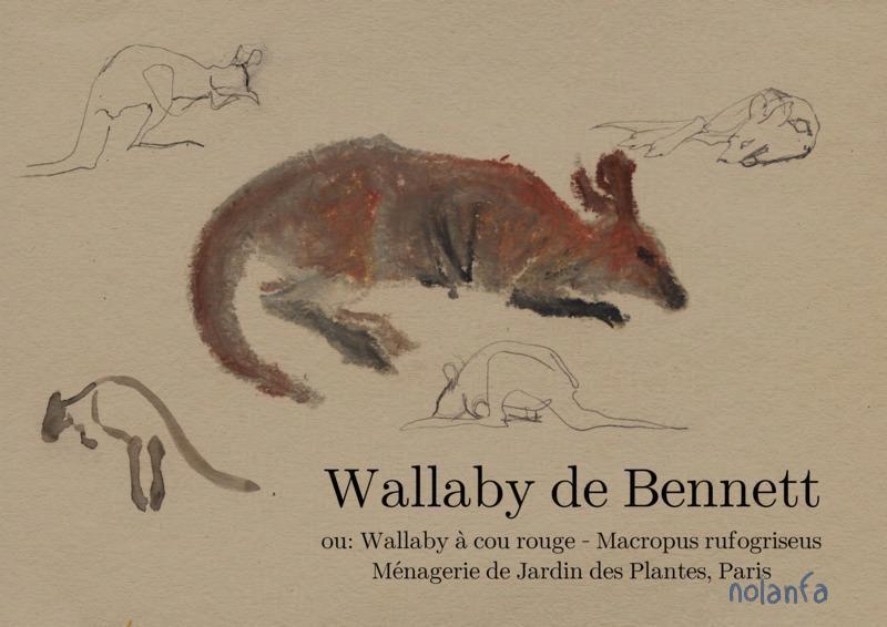 wallaby